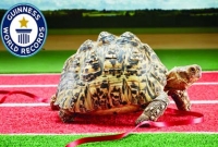 ৩৮ বছরের রেকর্ড ভাঙল ‘কচ্ছপদের বোল্ট’