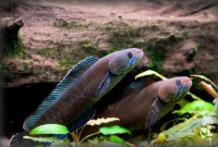 একটানা চারদিন ডাঙায় হাঁটতে পারে যে মাছ!