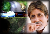 বাঘের মুখে অমিতাভ বচ্চন! বাঘের মুখে অমিতাভ বচ্চন!