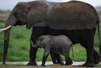 যে কারণে হাতির ক্যান্সার হয় না