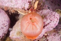 সাগরতলে মানবজাতির অমরত্বের বীজ!