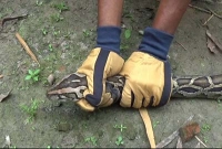  হাতের মুঠোয় সাড়ে ৬ ফুটি অজগর