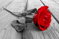 পুরনো অ্যালবাম থেকে...