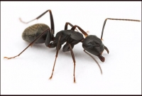 পিঁপড়া খেয়ে ছয়দিন বেঁচে থাকার পর উদ্ধার!