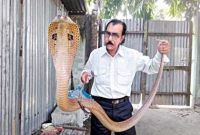 ঝুঁকি নিয়েই ৭ ফুট লম্বা সাপ ধরলেন মিন্টু!