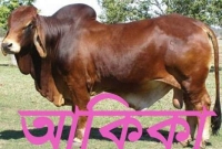 কোরআন-হাদিসের আলোকে আকিকা দেয়ার সঠিক নিয়ম