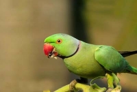 হতে চান টিয়ার মতো, এক ব্যক্তি কেটে ফেললেন দুটো কান!