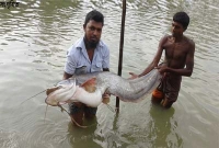 লম্বায় ৫ ফুট, বোয়ালটির দাম ২০ হাজার টাকা! 