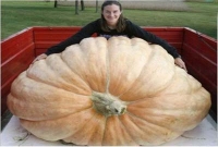 ৯শ’ কেজির কুমড়া!