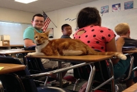  স্কুলের ছাত্র যখন বিড়াল