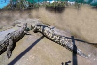  এক চোখে পাহারা, আরেক চোখে ঘুমায় যে প্রাণী 