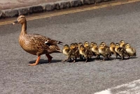 ইস, আরেকটু হলেই শেষ!