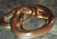 একই সাপের কামড়ে দুই ভাইবোনের মৃত্যূ