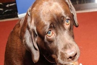  কুকুরের গুলিতে আহত মালিক!     