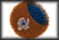 এবার ক্যান্সার কোষ মারবে গ্রেনেড!