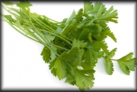 ধনেপাতার ঔষধি গুণ