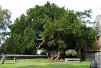 ৫ হাজার বছরের পুরনো গাছে হঠাৎ পরিবর্তন!