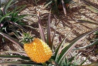 এক আনারসের দাম ৯ লাখ ৩০ হাজার টাকা!