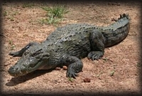 ঘুষ বাণিজ্য ঠেকানোর দায়িত্বে কুমির!