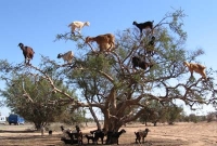 গাছের পাতায় পাতায় ছাগল!