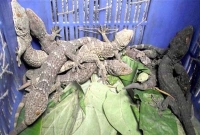 ১ কোটি টাকার ৯টি তক্ষক আটক