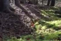  পৃথিবী নিঃশ্বাস নিচ্ছে!  হতবাক সোশ্যাল মিডিয়া