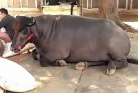 ষাঁড়টির দাম ৭ কোটি ১৮ লাখ টাকা