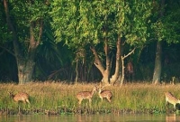 সুন্দরবনে দাপিয়ে বেড়াচ্ছে ১৮ বনদস্যু বাহিনী, আতংকে জেলে-বাওয়ালীরা