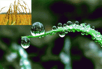 সোনালি ধানের শীষে মুক্তার মতো জ্বলছে শিশির বিন্দু