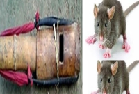   ইঁদুর মারতে গিয়ে সেই ফাঁদে জীবন গেল খামার মালিকের