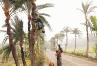 গ্রামের বাতাসে এখন খেজুরগুড়ের মৌ মৌ গন্ধ