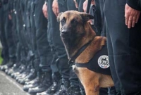 জঙ্গিদের গুলিতে মারা গেল সেই পুলিশ কুকুর