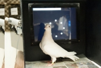  যে দেশে চাকরিতে রাখা হচ্ছে কবুতর