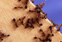 পিঁপড়ার কামড়ে ট্রেনের ব্রেক ফেল!