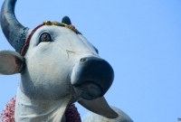  এবার প্লাস্টিক গরু বিতর্কে উত্তাল ভারত