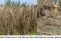  মাজরা পোকায় খেয়ে ফেলেছে প্রায় ৪শ বিঘা জমির আখ