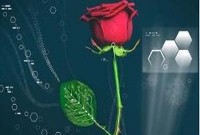 সার্কিট বসিয়ে কলি থেকে তাজা গোলাপ!