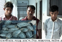  মাছখোলা গ্রাম থেকে সাড়ে চারশ কচ্ছপ উদ্ধার,আটক ৪