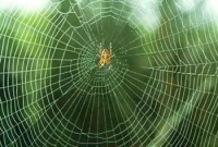 স্পাইডার ম্যানের দেশে এখন স্পাইডারই আতঙ্ক!