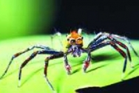 এবার মাকড়সাকে বাঁচাতে পুলিশ!