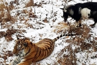 বাঘ-ছাগলের ভালোবাসা