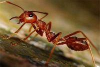 অদ্ভুত ৫ তথ্য, শুনলে আক্কেল গুড়ুম!