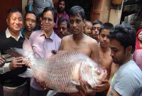  বরশিতে ধরা পড়লো ৩০ কেজির কাতল মাছ!