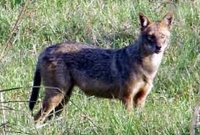 শিয়ালের কারণে ঘরবন্দী মানুষ!