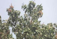 রহস্যেঘেরা এক আম গাছ!