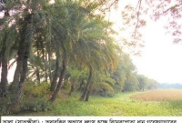  তদারকির অভাবে ধ্বংস হচ্ছে কয়েক হাজার খেজুর গাছ 