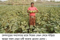 সফল বেগুন চাষী ফারুক হোসেন মোল্যা