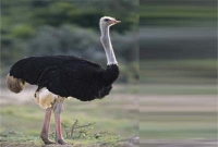 উটপাখি নিয়ে ২৬ জনের কাড়াকাড়ি!