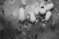 সাগরতলে অজস্র গুপ্তধন!