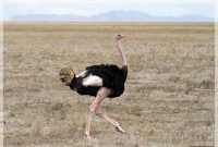  উটপাখি নিয়ে ৩৩ জনের কাড়াকাড়ি